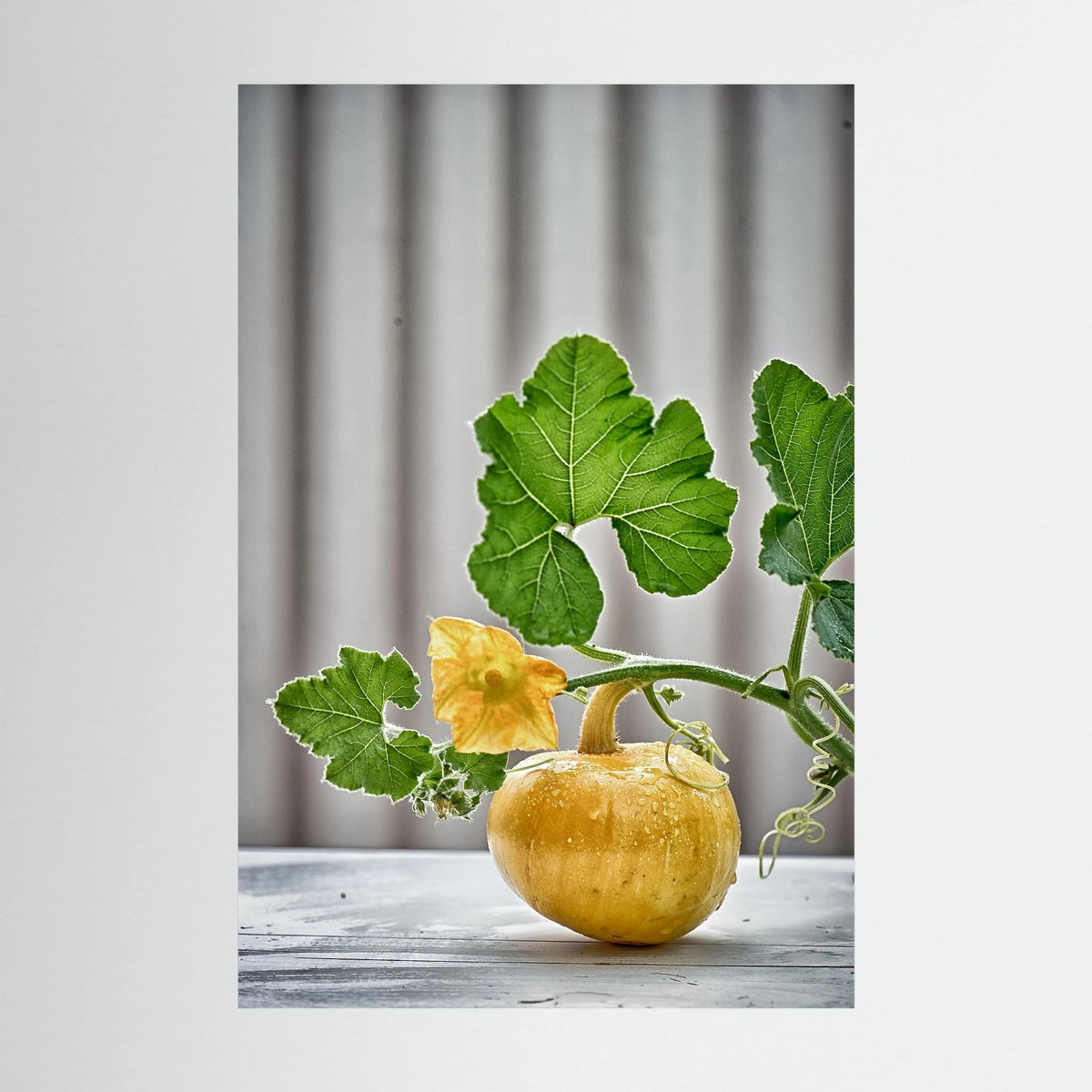 Pumpkin 
