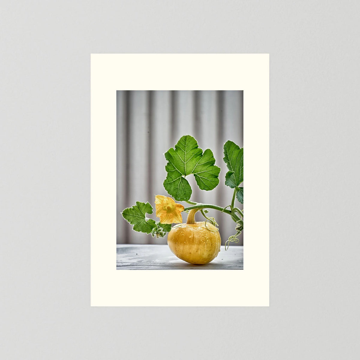 Pumpkin 